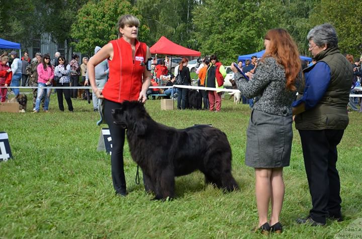 Фото: ньюфаундленд Rayout Happiness Midnight Bear