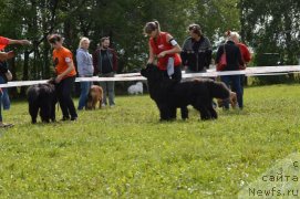 Фото: ньюфаундленд Rayout Happiness Midnight Bear