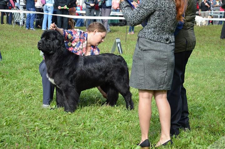Фото: ньюфаундленд Tomskaya Tayga iz Tihogo Omuta (Томская Тайга из Тихого Омута)
