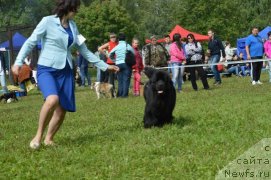 Фото: ньюфаундленд Ih Visochestvo Viola Zhanmonika (Их Высочество Виола Жанмоника)