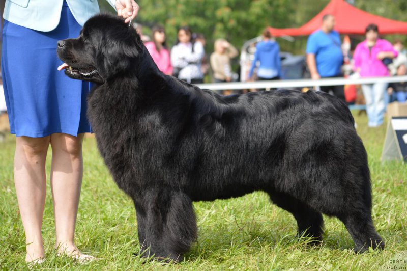 Фото: ньюфаундленд Ih Visochestvo Viola Zhanmonika (Их Высочество Виола Жанмоника)