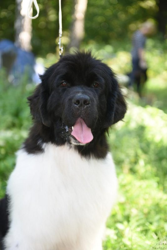 Фотография № 189311