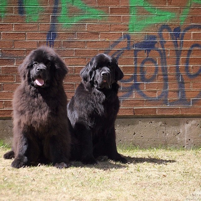 Фото: ньюфаундленд Sent Djons Mooring at Homeport (Сент Джонс Мооуринг эт Хомепорт)