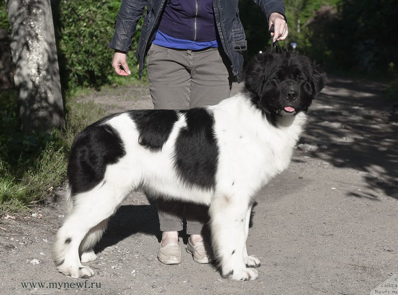 Фото: ньюфаундленд Sent Djons Incredible Look (Сент Джонс Инкредибл Лук)