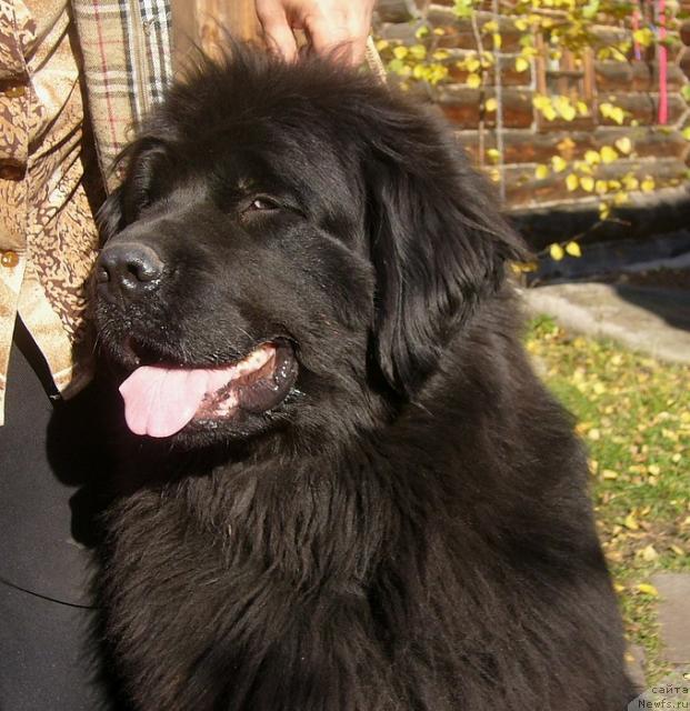 Фото: ньюфаундленд Blek Dolli Peyv Black (Блэк Долли Пейв Блэк)