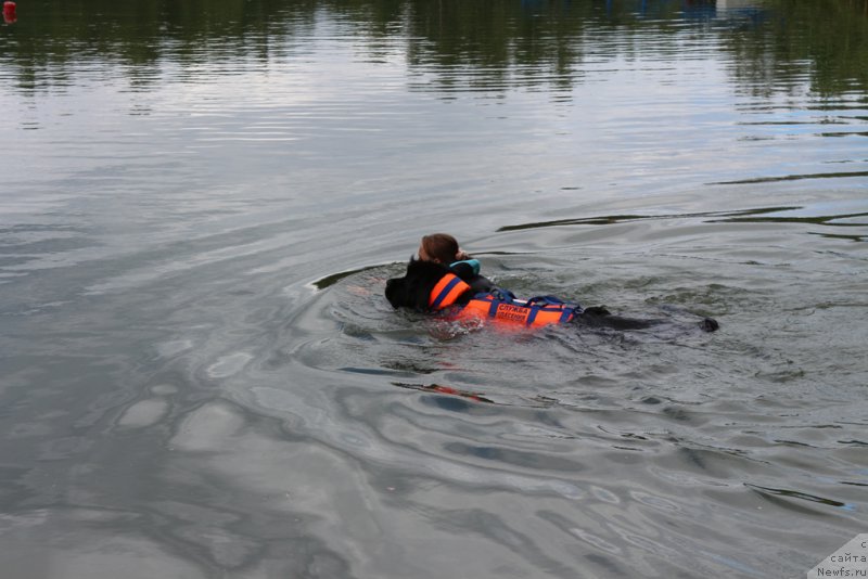 Фото: Antonina CHigvinceva (Антонина Чигвинцева), ньюфаундленд Toptyzhka Galatea Morskaya Nereida (Топтыжка Галатея Морская Нереида)