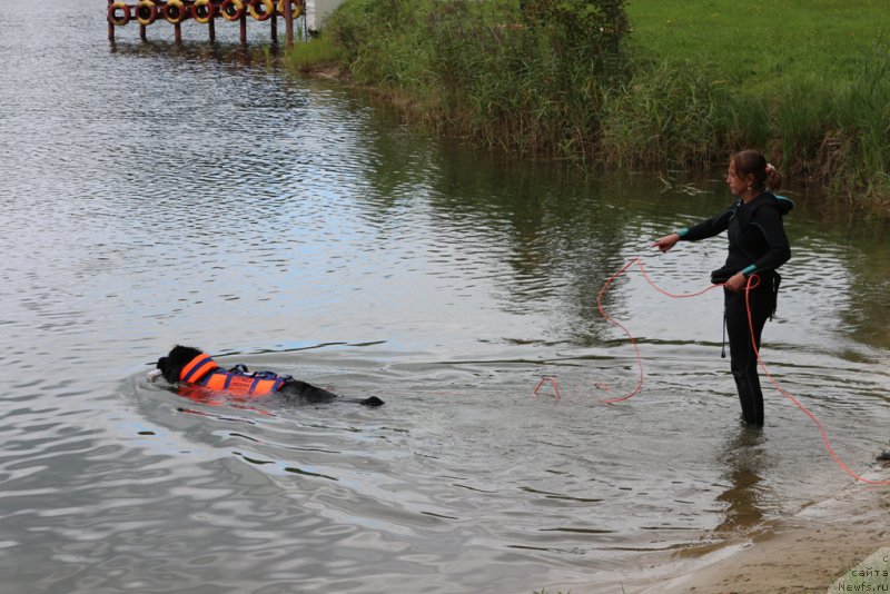Фото: Antonina CHigvinceva (Антонина Чигвинцева), ньюфаундленд Toptyzhka Galatea Morskaya Nereida (Топтыжка Галатея Морская Нереида)