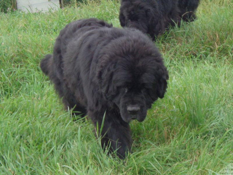 Фото: ньюфаундленд Vito Kacho Ferl (Вито Качо Ферл)