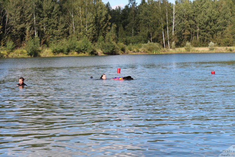 Фото: ньюфаундленд Beguschaya po Volnam Foget Mi Not (Бегущая по Волнам Фогет Ми Нот)
