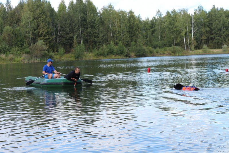 Фото: ньюфаундленд Beguschaya po Volnam Foget Mi Not (Бегущая по Волнам Фогет Ми Нот)