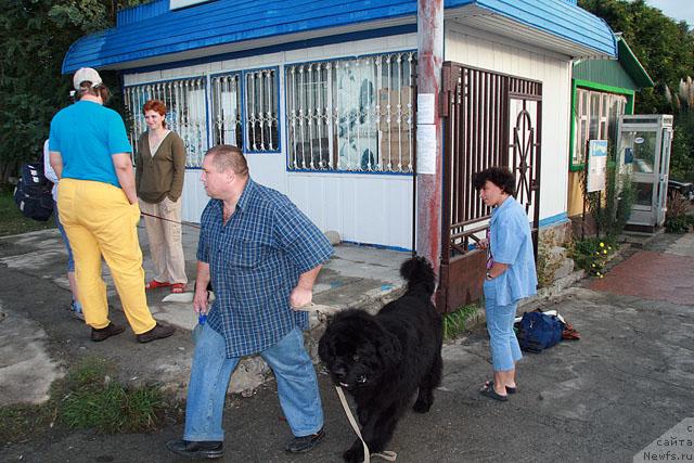 Фото: ньюфаундленд Smigar Ieremiya Ivent Magik (Смигар Иеремия Ивент Магик), Саша Беспечный