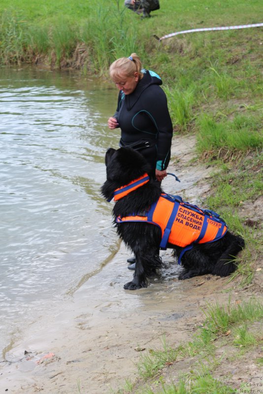 Фото: Antonina CHigvinceva (Антонина Чигвинцева), ньюфаундленд Toptyzhka Geroy Nashego Vremeni (Топтыжка Герой Нашего Времени)