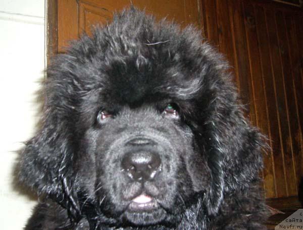 Фото: ньюфаундленд Super Bizon Byerrimor (Супер Бизон Бэрримор)