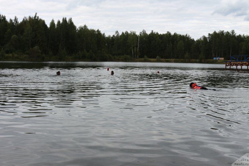 Фото: ньюфаундленд Belkonder-Club Ugli-Boogli (Белкондер-Клаб Угли-Бугли)