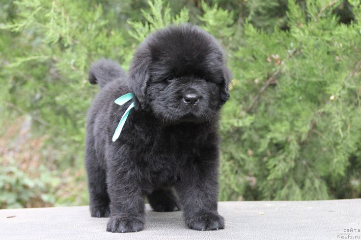 Фото: ньюфаундленд Zhan-Zhak s Berega Dona (Жан-Жак с Берега Дона)