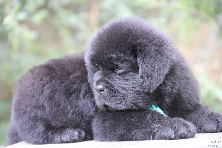 Фото: ньюфаундленд Zhan-Zhak s Berega Dona (Жан-Жак с Берега Дона)