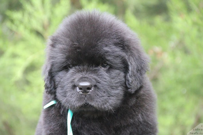 Фото: ньюфаундленд Zhan-Zhak s Berega Dona (Жан-Жак с Берега Дона)