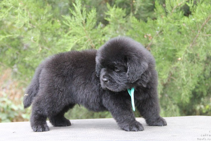 Фото: ньюфаундленд Zhan-Zhak s Berega Dona (Жан-Жак с Берега Дона)