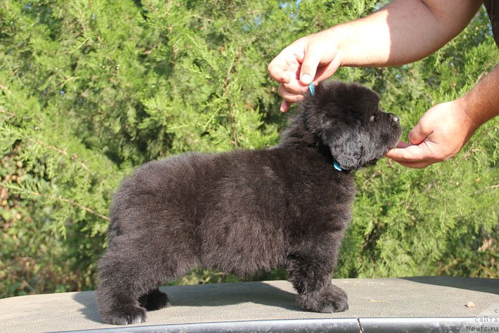 Фото: ньюфаундленд Zherar s Berega Dona (Жерар с Берега Дона)