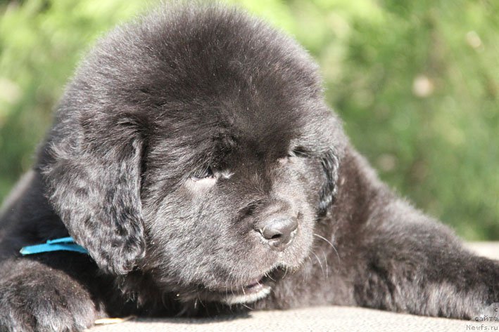 Фото: ньюфаундленд Zherar s Berega Dona (Жерар с Берега Дона)