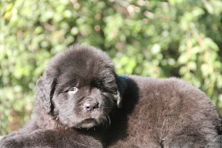 Фото: ньюфаундленд Zherar s Berega Dona (Жерар с Берега Дона)