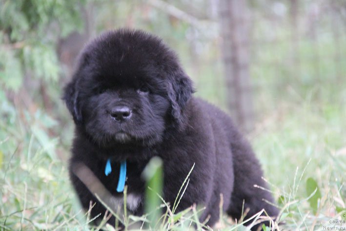 Фото: ньюфаундленд Zherar s Berega Dona (Жерар с Берега Дона)