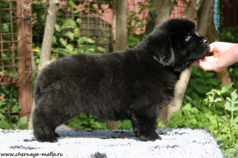 Фото: ньюфаундленд Chernaya Mafia Above and Beyond (Черная Мафия Абове анд Беуонд)