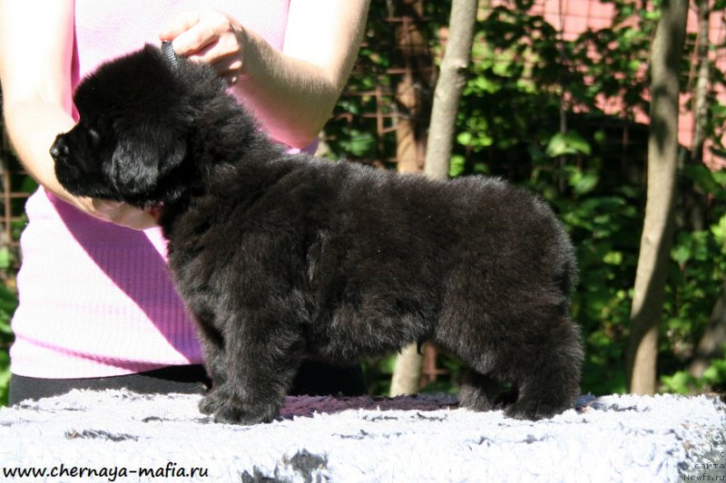 Фото: ньюфаундленд Chernaya Mafia Above and Beyond (Черная Мафия Абове анд Беуонд)