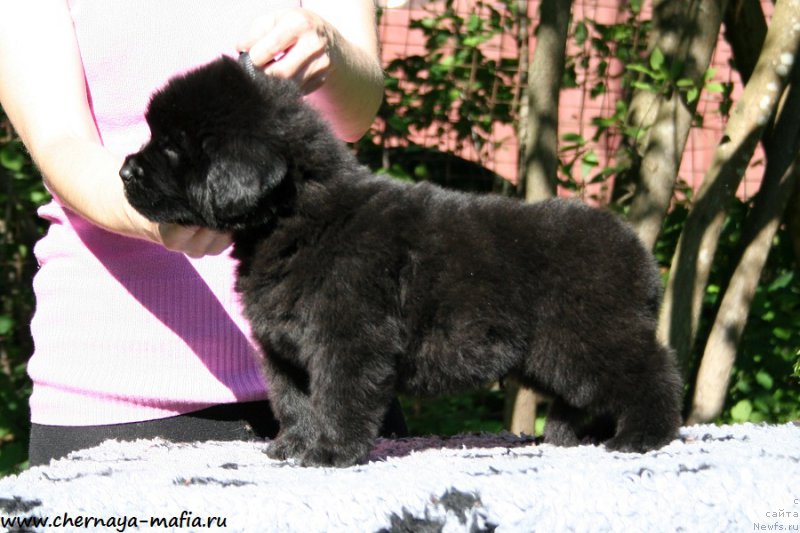 Фото: ньюфаундленд Chernaya Mafia Above and Beyond (Черная Мафия Абове анд Беуонд)