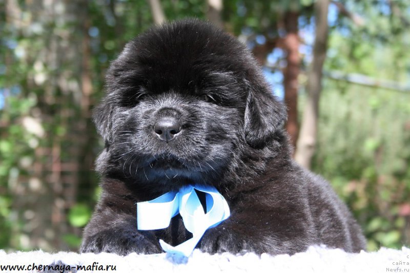 Фотография № 189438