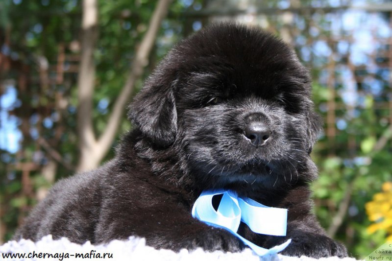 Фото: ньюфаундленд Chernaya Mafia Above and Beyond (Черная Мафия Абове анд Беуонд)