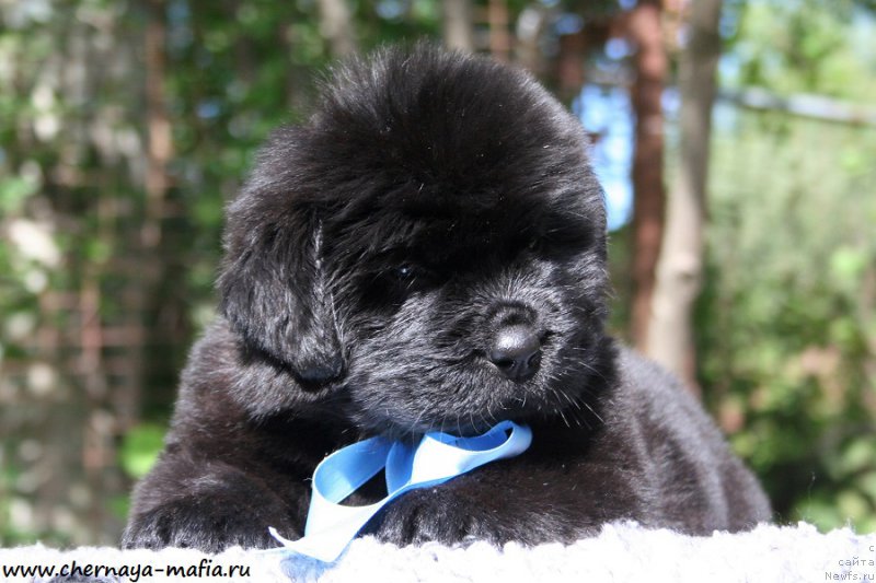 Фотография № 189442