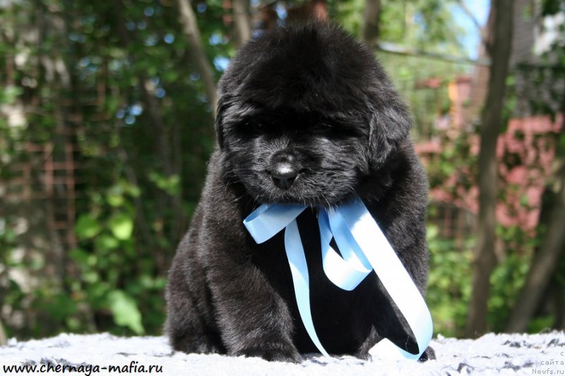 Фото: ньюфаундленд Chernaya Mafia Above and Beyond (Черная Мафия Абове анд Беуонд)