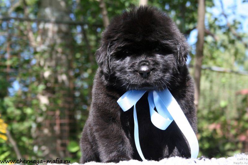 Фотография № 189445