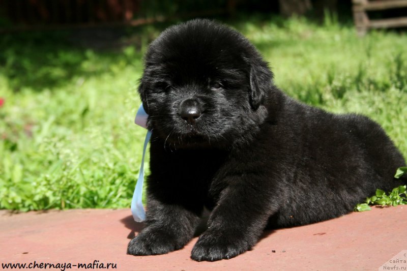 Фото: ньюфаундленд Chernaya Mafia Above and Beyond (Черная Мафия Абове анд Беуонд)