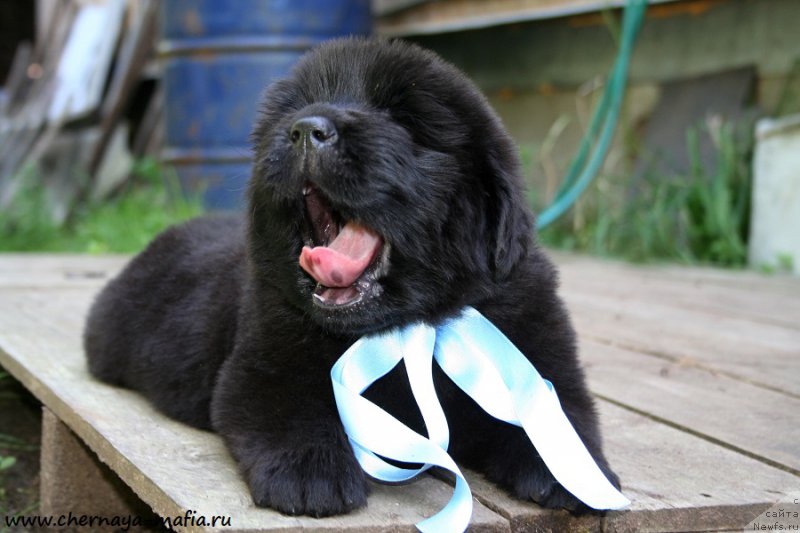 Фото: ньюфаундленд Chernaya Mafia Above and Beyond (Черная Мафия Абове анд Беуонд)