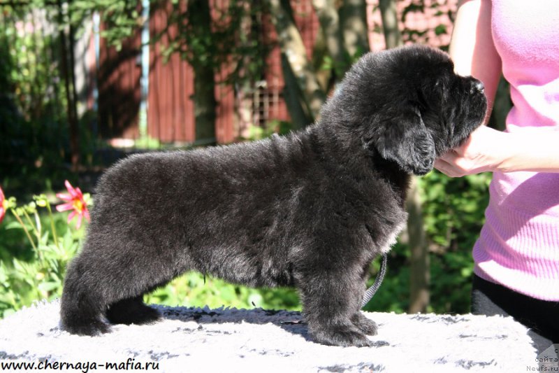 Фото: ньюфаундленд Chernaya Mafia Attractive Power (Черная Мафия Аттрактиве Повер)