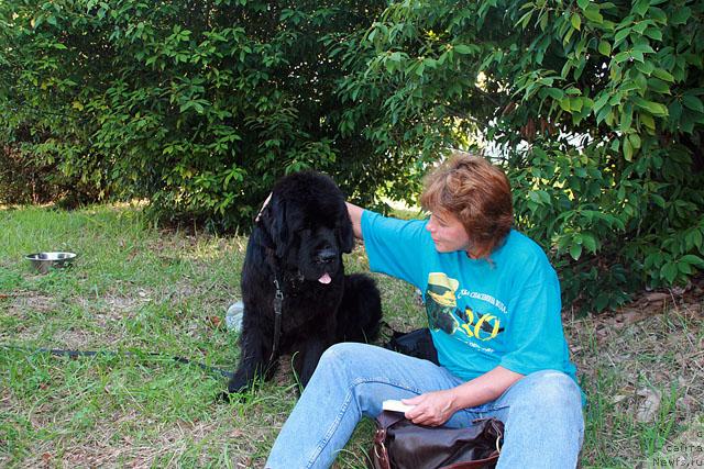 Фото: ньюфаундленд Talula Bell (Талула Белл), Anna Kovalyova (Анна Ковалёва)