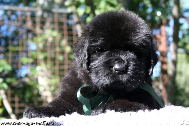 Фотография № 189452