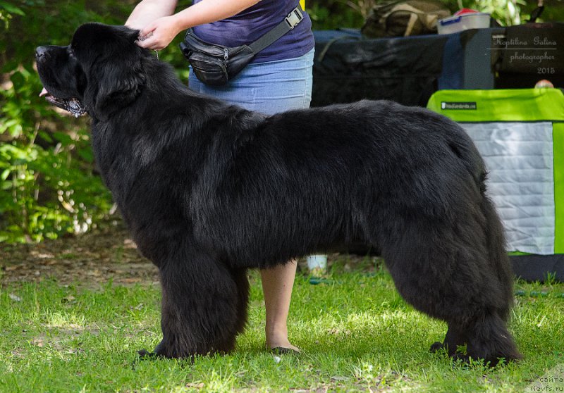 Фото: ньюфаундленд Myelman SHerstistyiy Mamont (Мэлман Шерстистый Мамонт)