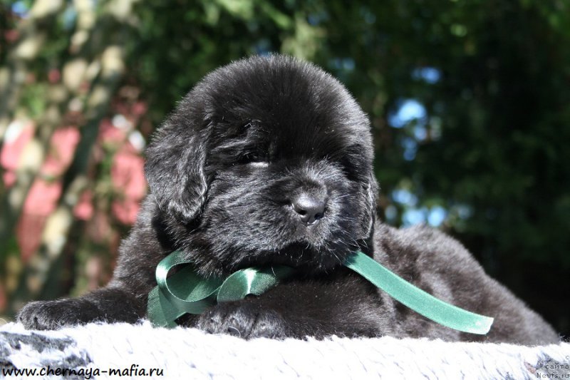 Фото: ньюфаундленд Chernaya Mafia Attractive Power (Черная Мафия Аттрактиве Повер)