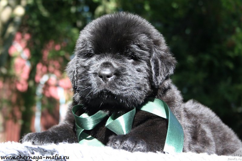 Фото: ньюфаундленд Chernaya Mafia Attractive Power (Черная Мафия Аттрактиве Повер)