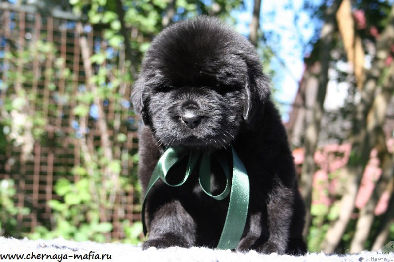 Фото: ньюфаундленд Chernaya Mafia Attractive Power (Черная Мафия Аттрактиве Повер)