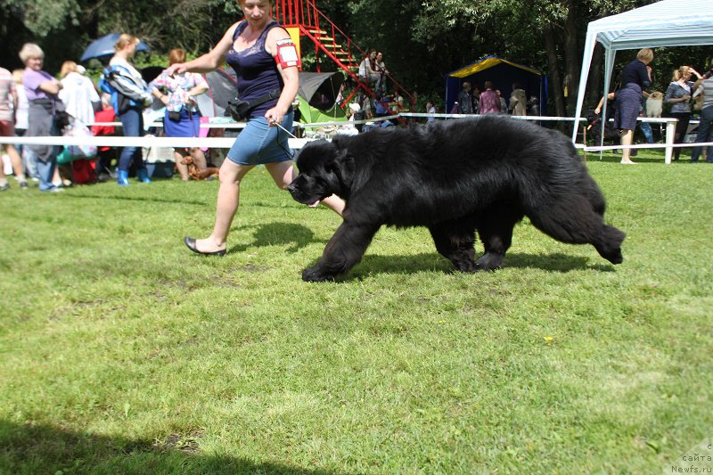 Фото: ньюфаундленд Myelman SHerstistyiy Mamont (Мэлман Шерстистый Мамонт)