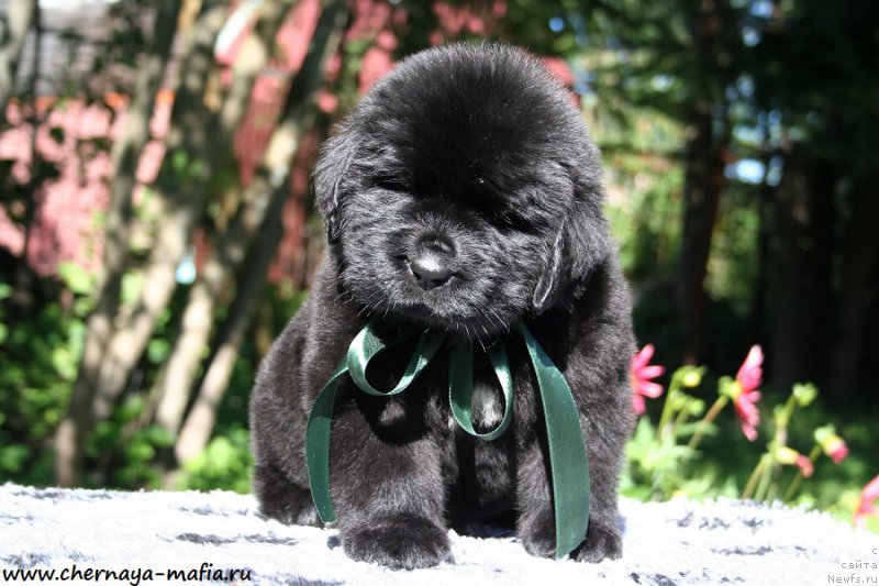 Фото: ньюфаундленд Chernaya Mafia Attractive Power (Черная Мафия Аттрактиве Повер)