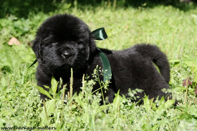 Фото: ньюфаундленд Chernaya Mafia Attractive Power (Черная Мафия Аттрактиве Повер)