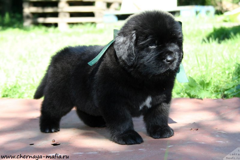 Фотография № 189461