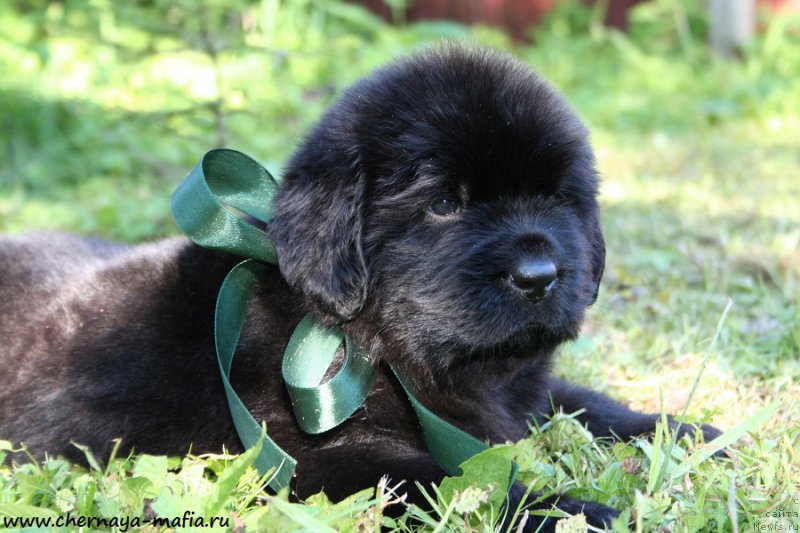 Фото: ньюфаундленд Chernaya Mafia Attractive Power (Черная Мафия Аттрактиве Повер)