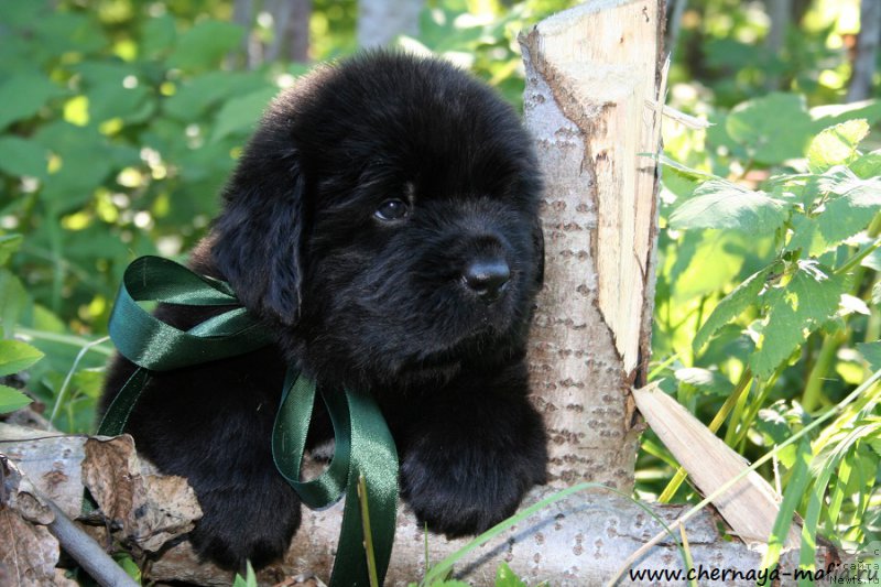 Фото: ньюфаундленд Chernaya Mafia Attractive Power (Черная Мафия Аттрактиве Повер)