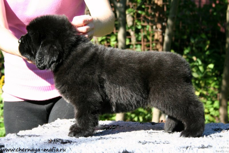 Фотография № 189465